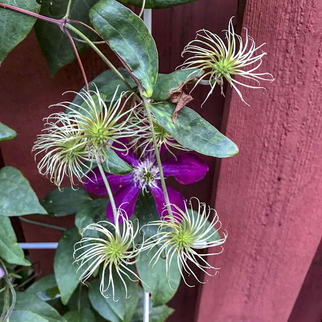 klematis, clematis, rouge cardinal klematis, clematis, rougecardinal