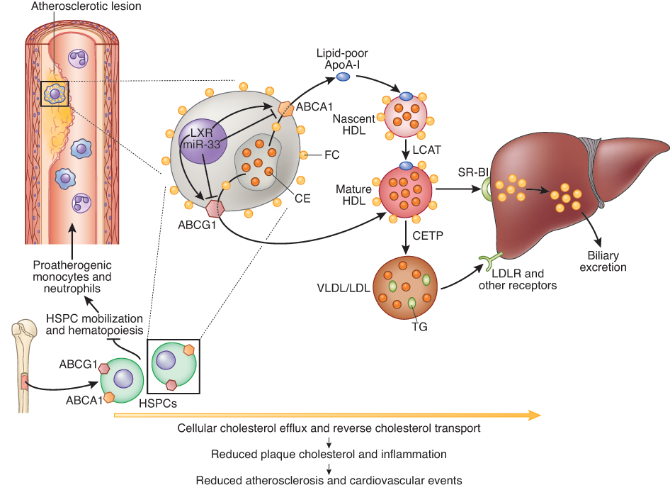 TIPS TO SET A HIGH CHOLESTEROL Health News
