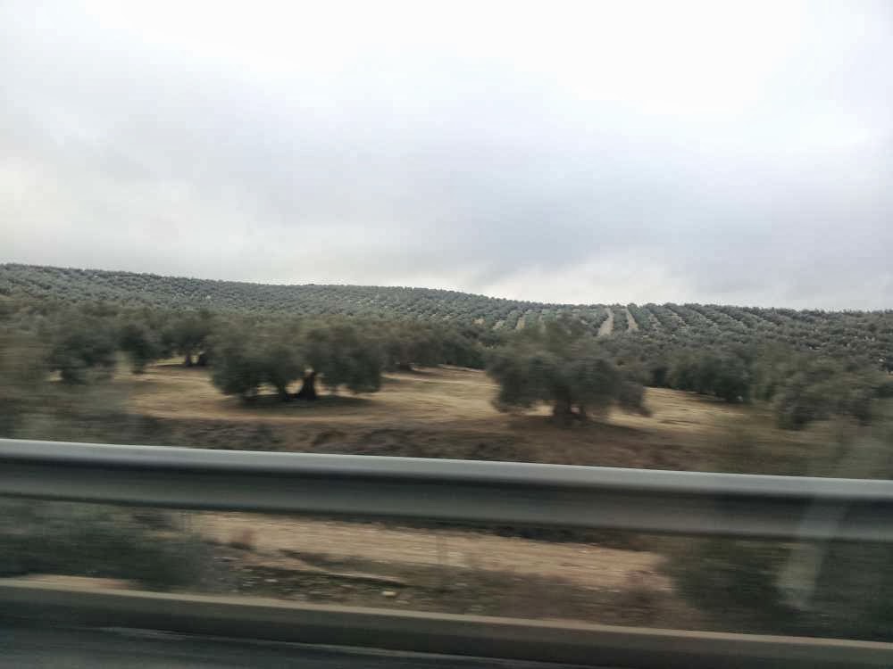 Rows and rows of olive trees... 4 hours of driving :: All Pretty Things