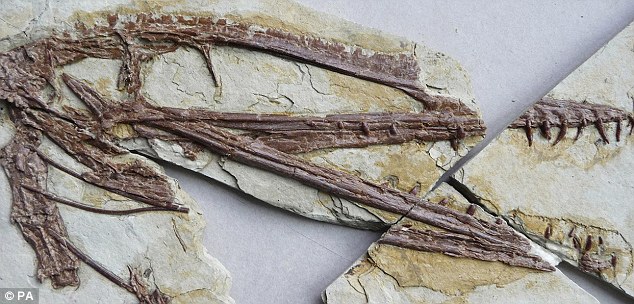 darwinopterus