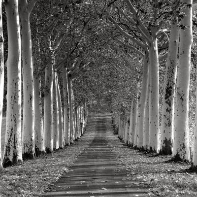 Charlie waite is a famous british landscape photographer well known for his painterly techniques with light and shade for the first ten years of his Charlie waite is a famous british landscape photographer well known for his painterly techniques with light and shade for the first ten years of his
