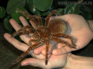 Tarántula Goliath