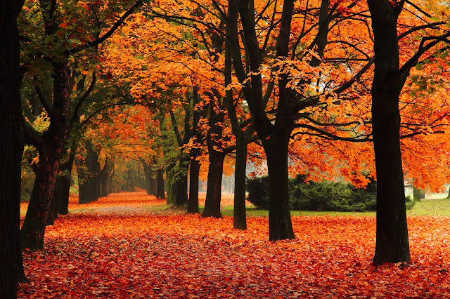 Best Spots to Admire the Fall Foliage  via  www.productreviewmom.com