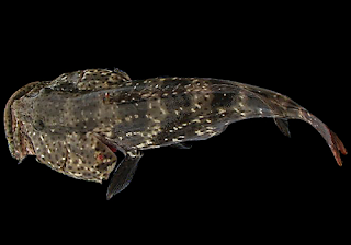 Kandungan Ikan Kerapu muara - Gambar dan klasifikasi