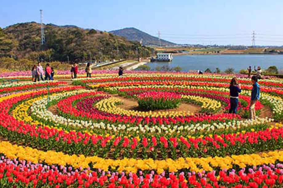 Tulip Festival, Kashmir Indira Gandhi Memorial Tulip Garden