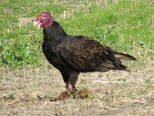 turkey vulture