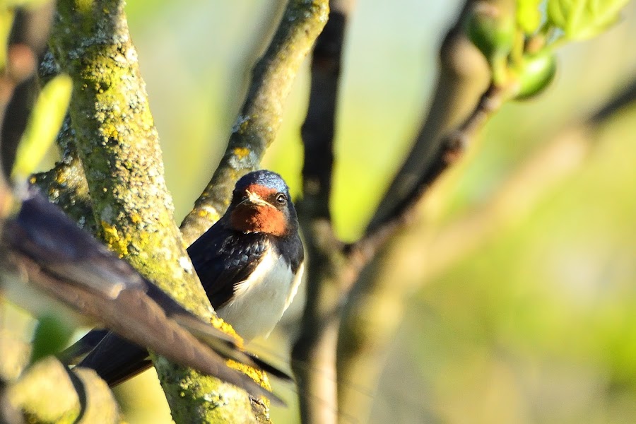 Hirundo rustica