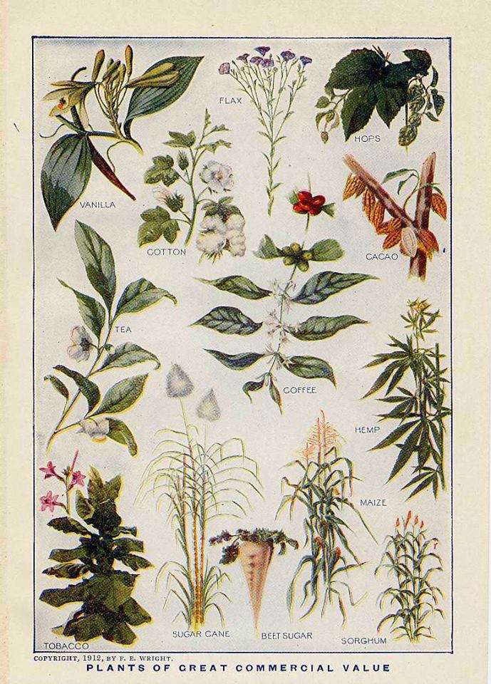 Leaf Identification Chart