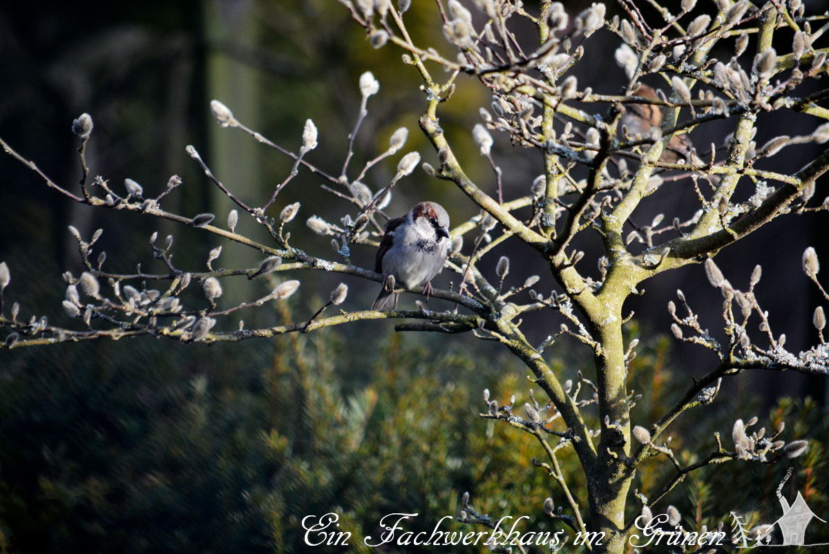 Spatz, Sperling, Gartenblog Spatz, Sperling, Gartenblog
