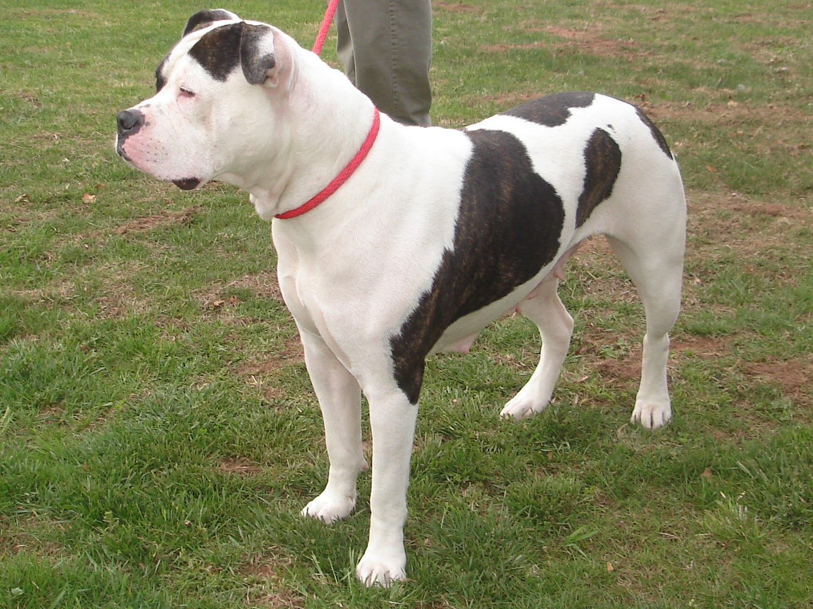 American Bulldog Breeder Informations and Pictures Blog of Dogs