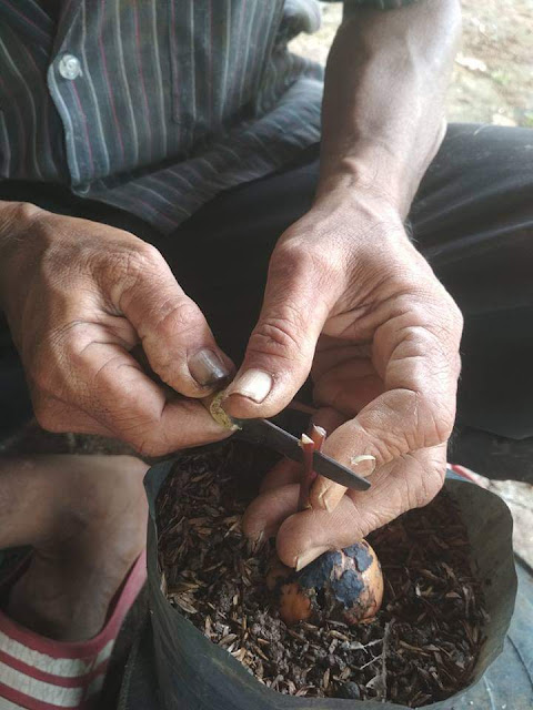 Cara Menyambung Bibit Alpukat dari Biji Unggul