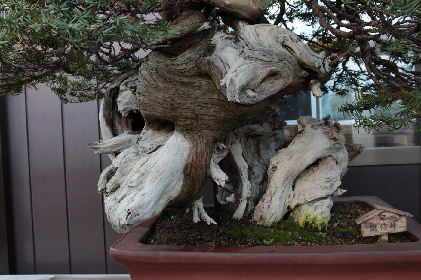 Bonsai Moravia Blog JAPAN 2017 16 MASAHIKO KIMURA