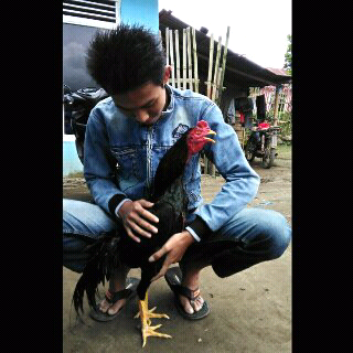 Teknik Melatih Pukulan Ayam Aduan Paling Jitu Teknik Melatih Pukulan Ayam Aduan Paling Jitu