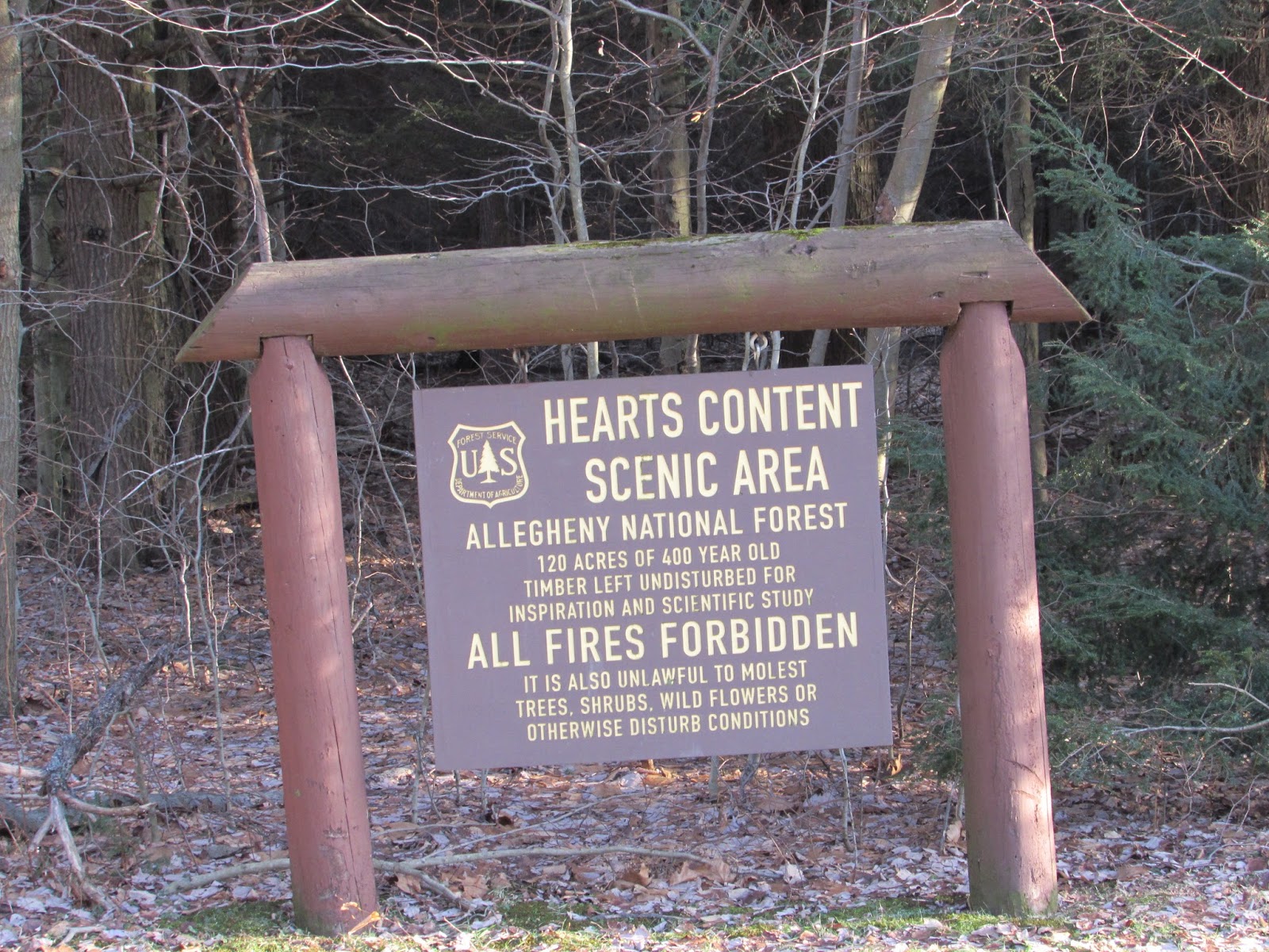Hearts Content Scenic Area Beautiful Old Growth Forest Allegheny
