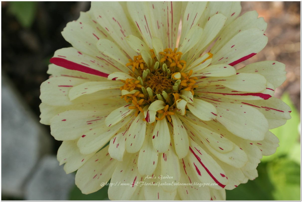 Southeast Florida Garden Evolvement Singing the Zinnia Song