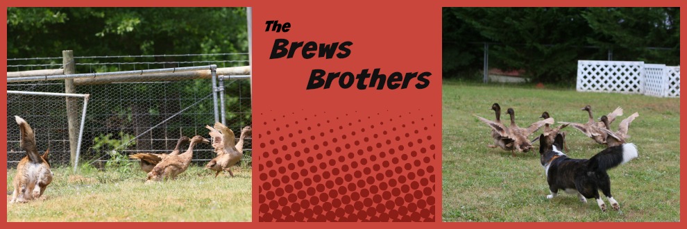 The Brews Brothers