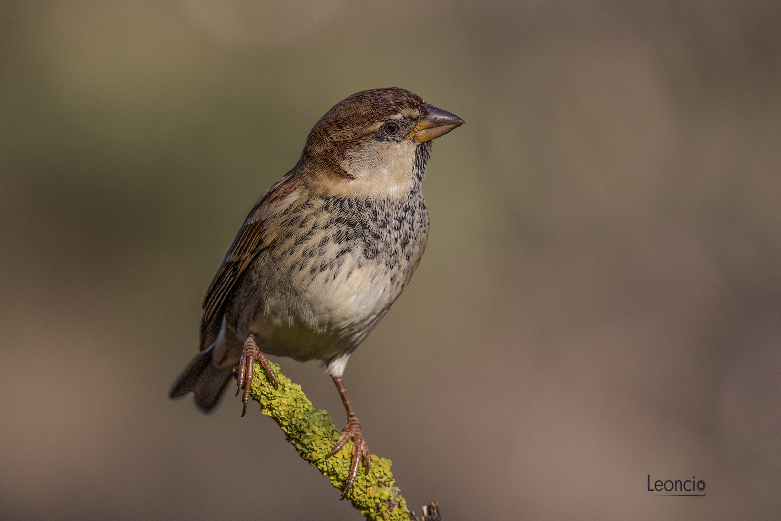 FOTOGRAFÍA Y NATURALEZA EN ANDALUCÍA AVESGORRIÓN MORUNO (Passer