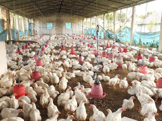 sample of business plan on poultry