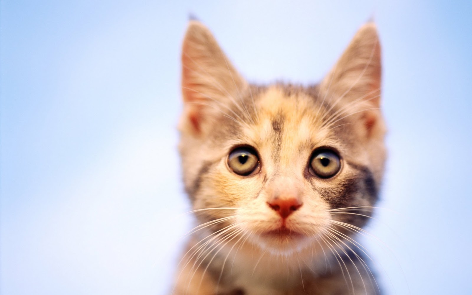Funny Animal wallpapers HQ