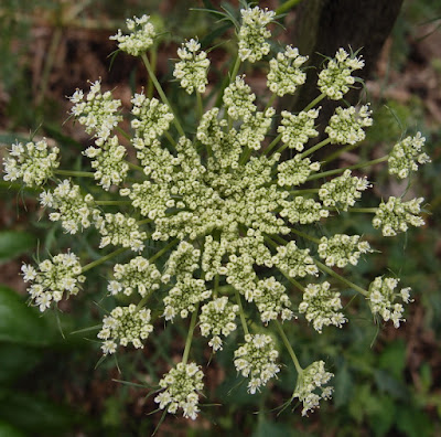 eight acres: how to grow and use dill