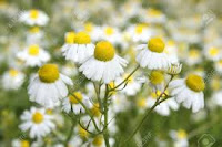 Kamille Matricaria recutita (Matricaria chamomilla)