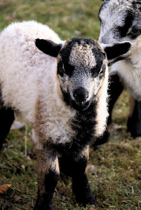 Lambing time....