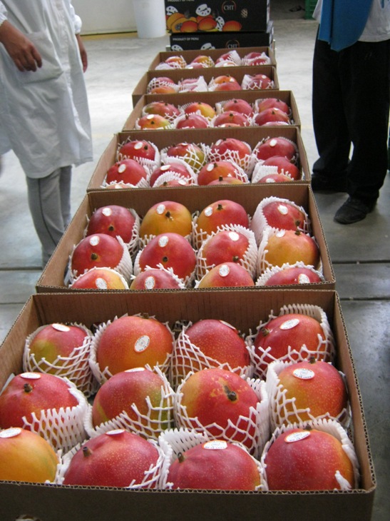 PERUVIAN MANGO EXPORTER THINKS OUTSIDE THE STANDARD 4 KG. BOX.