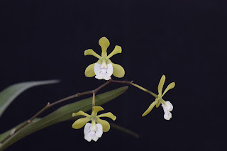 Epidendrum Floribundum