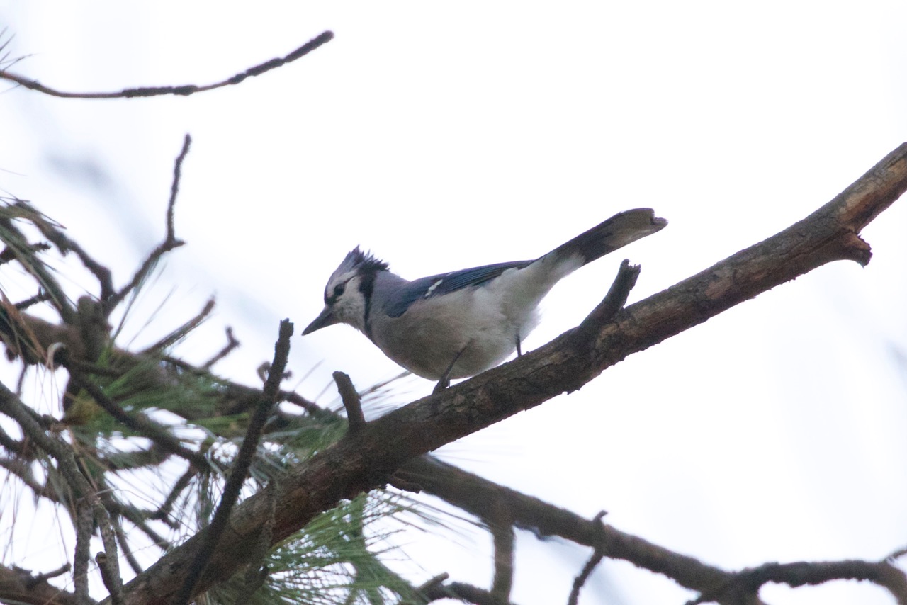 BC Rare Bird Alert Okanagan, Interior and the Kootenays