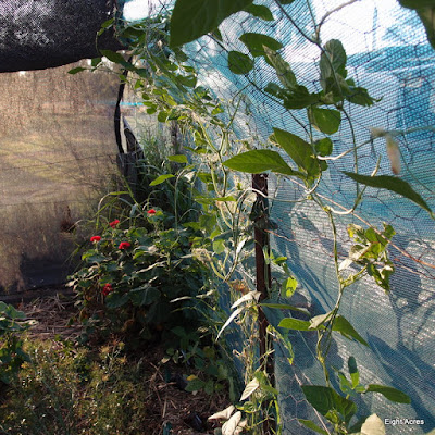 eight acres: growing and eating snakes beans in the sub-tropics