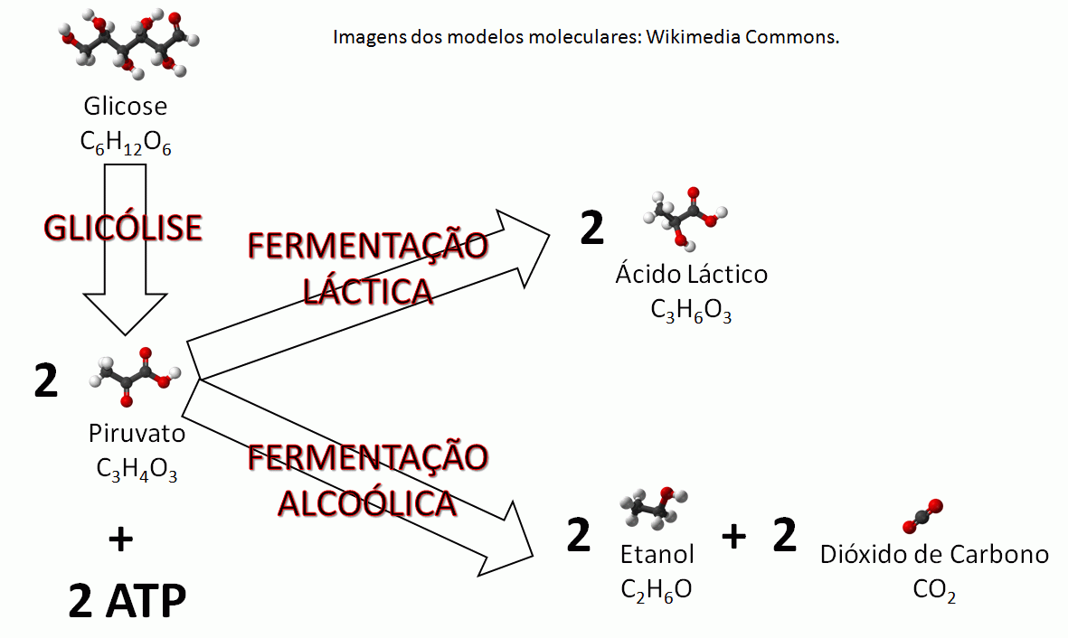 Resumos de Biologia FERMENTAÇÃO