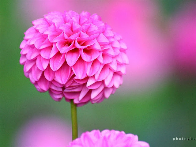 أضاليا - داليا Dahlia أضاليا - داليا Dahlia