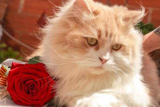 White And Brown Persian Cat Beside Red Rose HD Wallpaper White And Brown Persian Cat Beside Red Rose HD Wallpaper