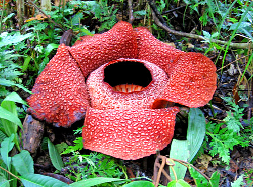 25+ Gambar Bunga Rafflesia, Konsep Terkini!