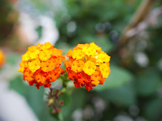 Leica 15/1.7+Raynox DCR 150 Leica 15/1.7+Raynox DCR 150