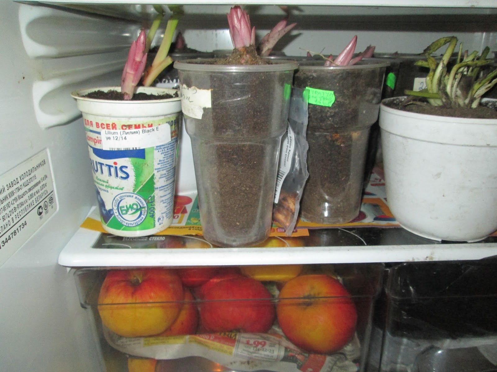 Лилии купленные в марте как сохранить. Хранение луковиц в холодильнике. Луковицы лилий в холодильнике. Хранение луковичных в холодильнике. Лилии луковицы хранение в холодильнике.