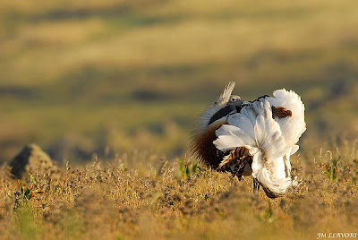 Macho de avutarda en época nupcial 