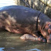 Carnet rose au Pal : Un nouveau-né hippopotame