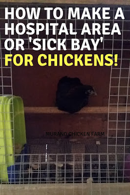 Sick chicken in separation cage