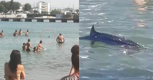 Φρίκη στη Χαλκίδα: Ξιφίας πετροβολήθηκε μέχρι θανάτου από λουόμενους (video) Φρίκη στη Χαλκίδα: Ξιφίας πετροβολήθηκε μέχρι θανάτου από λουόμενους (video)