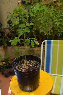 Moringa oleifera desde semilla