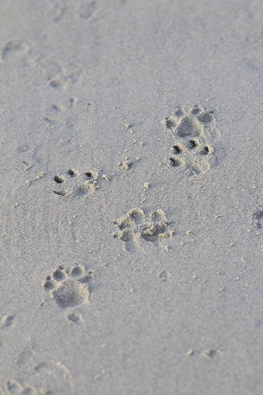 Flying Actaeas Del Monte + Fort Funston Beach combo