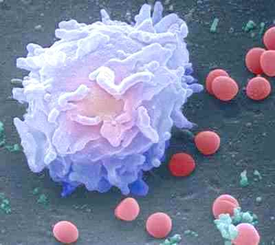 GLOBULO BLANCO Imagen microscópica del glóbulo blanco