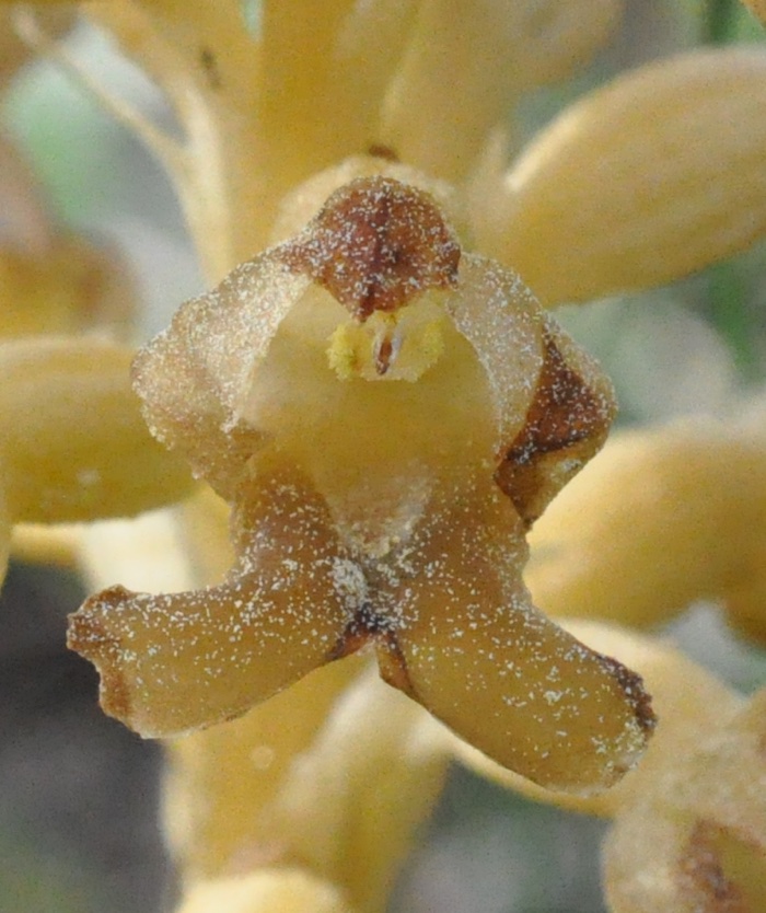 Néottia Néottia