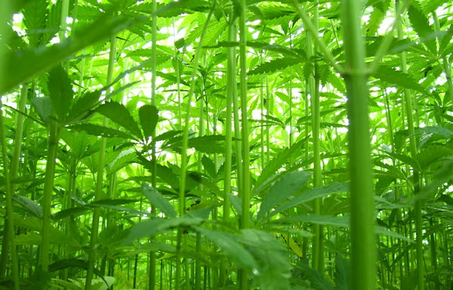 Plantação de cânhamo é super resistente, não é necessário usar nenhum fertilizante ou controle de pragas.