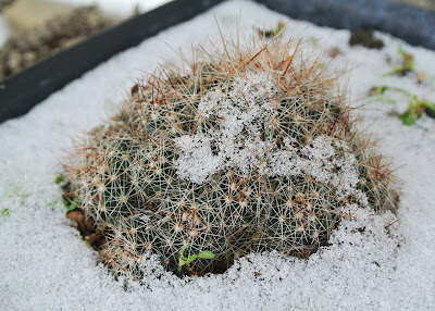 Escobaria vivipara with a light snow cover