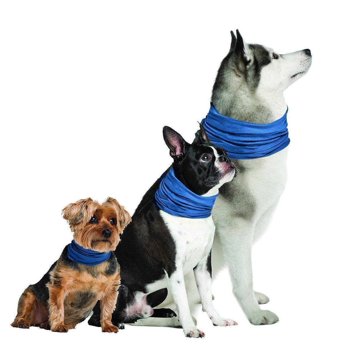 Cooling Bandanas for Dogs Cooling Bandanas for Dogs | How to Keep a Dog Cool in the Summer (www.danslelakehouse.com)