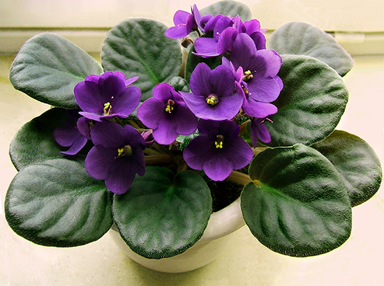 Hoa violet Châu Phi với sắc tím ngọt ngào Hoa violet Châu Phi với sắc tím ngọt ngào