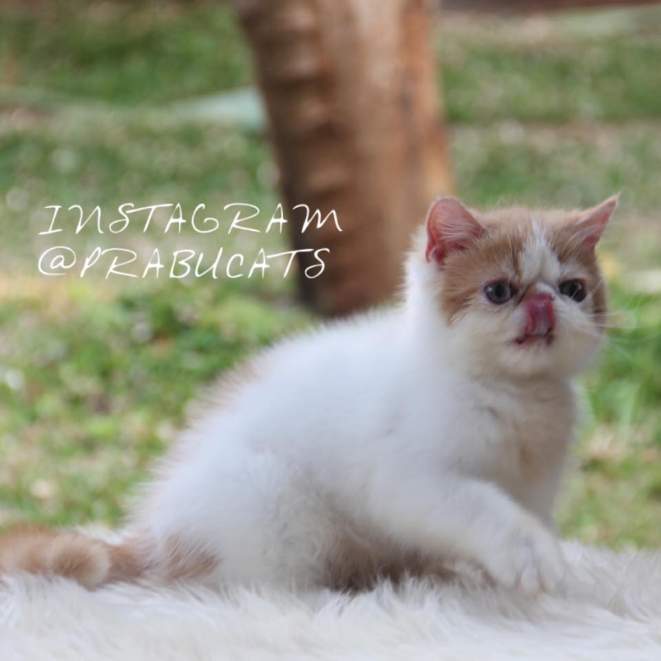 Prabu Cattery