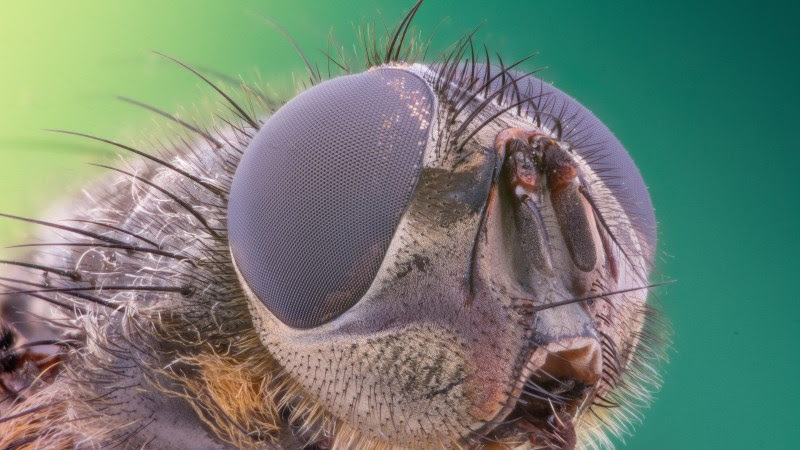 Insect